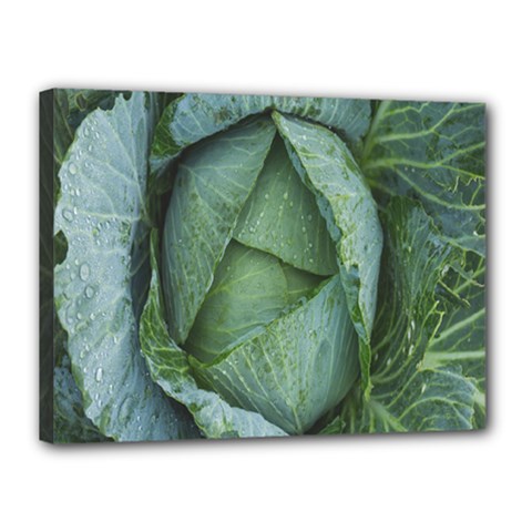 Bright Cabbage Color Dew Flora Canvas 16  X 12  by Nexatart