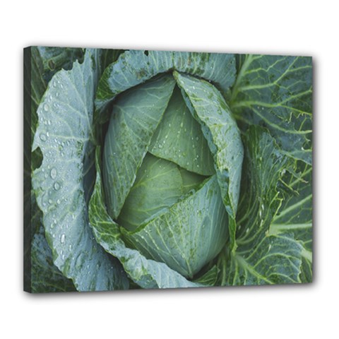 Bright Cabbage Color Dew Flora Canvas 20  X 16  by Nexatart