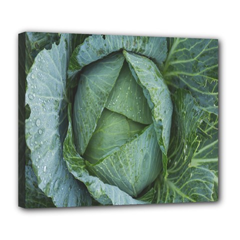 Bright Cabbage Color Dew Flora Deluxe Canvas 24  X 20   by Nexatart