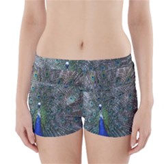 Peacock Four Spot Feather Bird Boyleg Bikini Wrap Bottoms by Nexatart