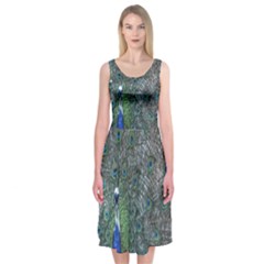 Peacock Four Spot Feather Bird Midi Sleeveless Dress by Nexatart