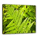 Fern Nature Green Plant Canvas 24  x 20  View1