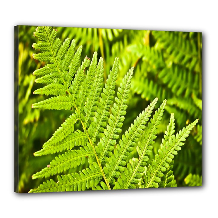 Fern Nature Green Plant Canvas 24  x 20 