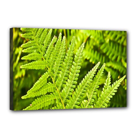 Fern Nature Green Plant Canvas 18  X 12  by Nexatart