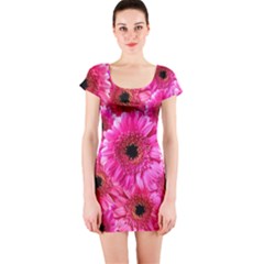 Gerbera Flower Nature Pink Blosso Short Sleeve Bodycon Dress by Nexatart