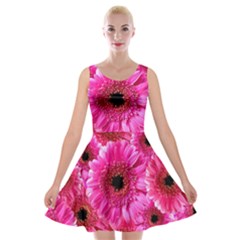 Gerbera Flower Nature Pink Blosso Velvet Skater Dress by Nexatart