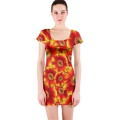 Gerbera Flowers Blossom Bloom Short Sleeve Bodycon Dress by Nexatart