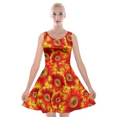 Gerbera Flowers Blossom Bloom Velvet Skater Dress by Nexatart