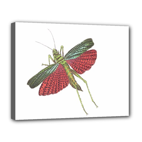 Grasshopper Insect Animal Isolated Canvas 14  X 11  by Nexatart