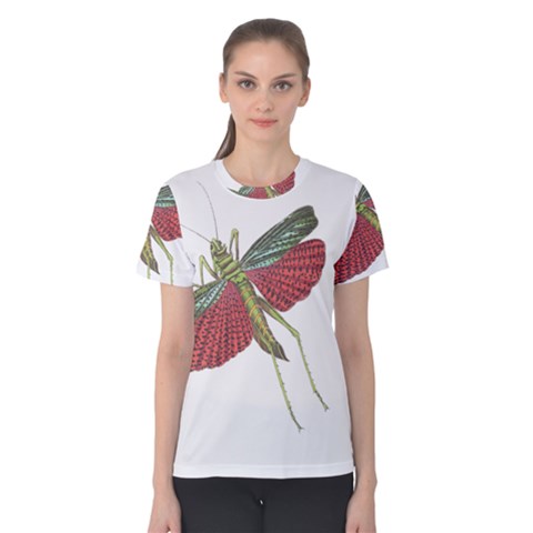 Grasshopper Insect Animal Isolated Women s Cotton Tee by Nexatart