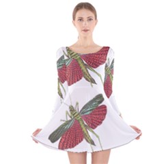 Grasshopper Insect Animal Isolated Long Sleeve Velvet Skater Dress by Nexatart