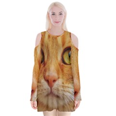 Cat Red Cute Mackerel Tiger Sweet Velvet Long Sleeve Shoulder Cutout Dress by Nexatart