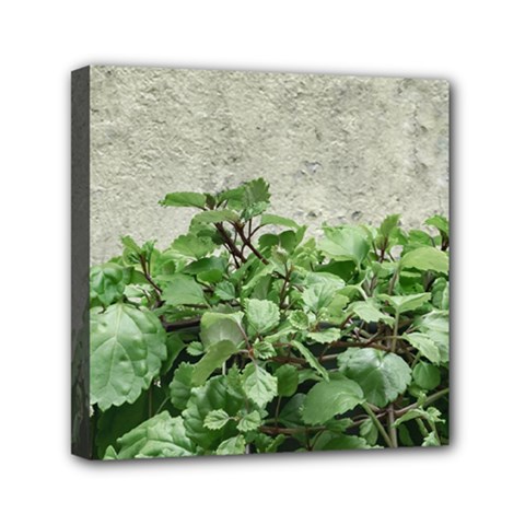 Plants Against Concrete Wall Background Mini Canvas 6  x 6 