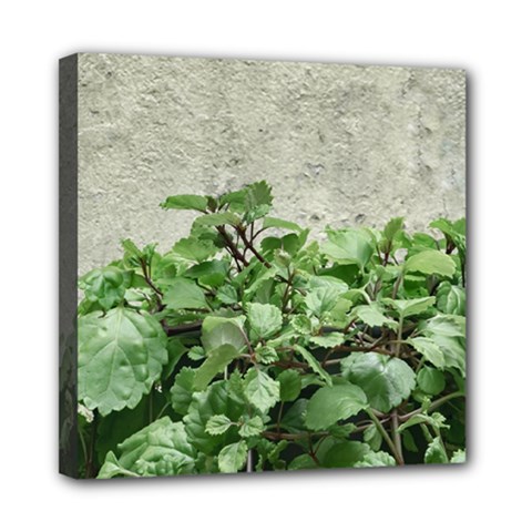 Plants Against Concrete Wall Background Mini Canvas 8  x 8 