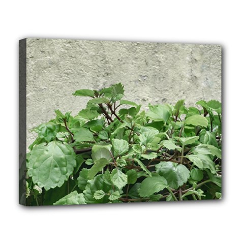 Plants Against Concrete Wall Background Canvas 14  x 11 