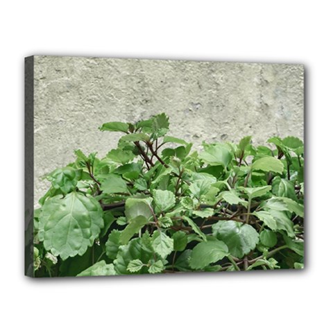 Plants Against Concrete Wall Background Canvas 16  x 12 