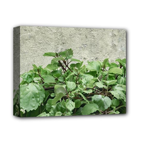 Plants Against Concrete Wall Background Deluxe Canvas 14  x 11 