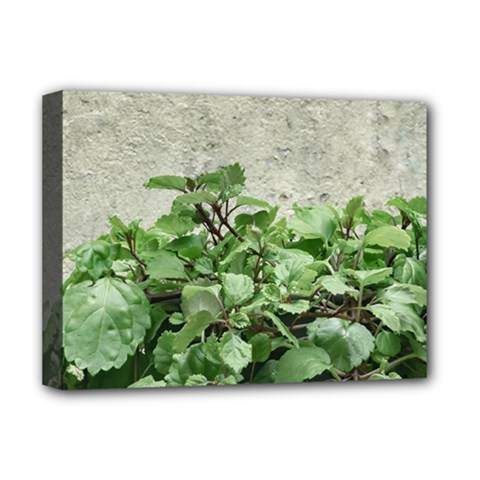 Plants Against Concrete Wall Background Deluxe Canvas 16  x 12  