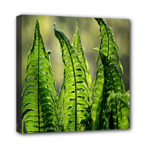 Fern Ferns Green Nature Foliage Mini Canvas 8  X 8 