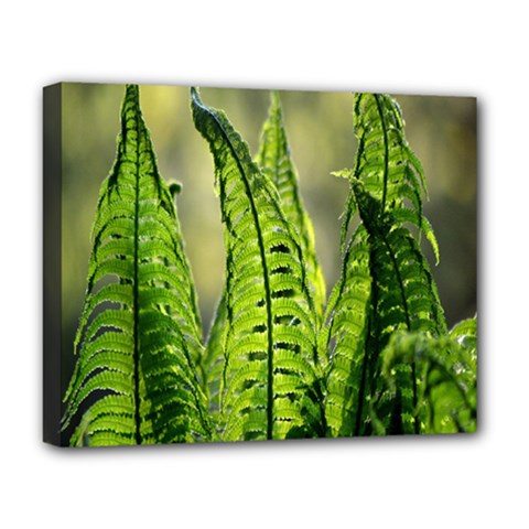 Fern Ferns Green Nature Foliage Deluxe Canvas 20  X 16   by Nexatart