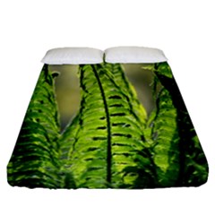 Fern Ferns Green Nature Foliage Fitted Sheet (queen Size)