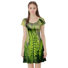 Fern Ferns Green Nature Foliage Short Sleeve Skater Dress by Nexatart