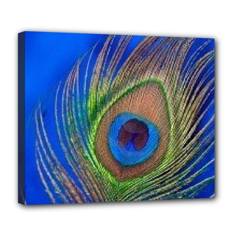 Blue Peacock Feather Deluxe Canvas 24  x 20  