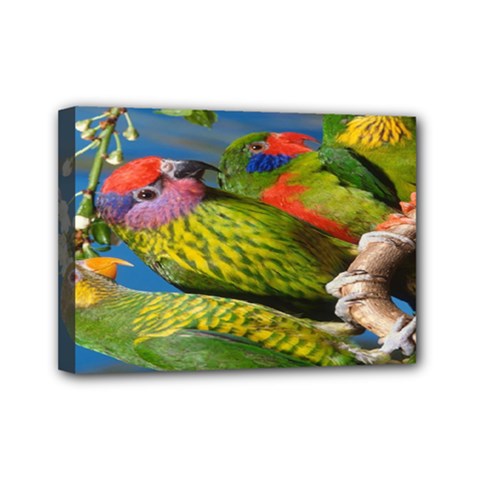 Beautifull Parrots Bird Mini Canvas 7  X 5  by Nexatart