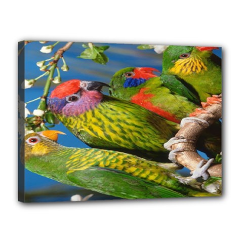 Beautifull Parrots Bird Canvas 16  X 12  by Nexatart