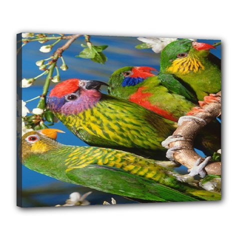 Beautifull Parrots Bird Canvas 20  X 16  by Nexatart