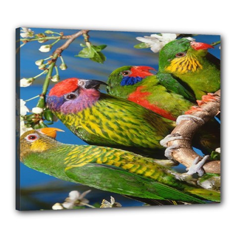 Beautifull Parrots Bird Canvas 24  X 20  by Nexatart