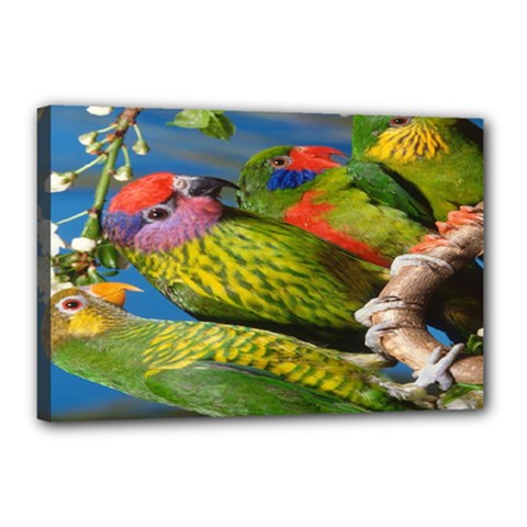 Beautifull Parrots Bird Canvas 18  X 12  by Nexatart