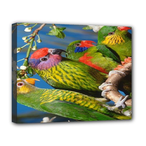 Beautifull Parrots Bird Deluxe Canvas 20  X 16   by Nexatart