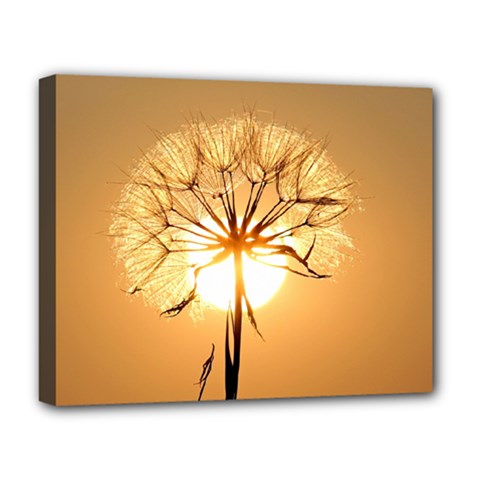 Dandelion Sun Dew Water Plants Deluxe Canvas 20  X 16   by Nexatart