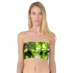 Spider Spiders Web Spider Web Bandeau Top by Nexatart