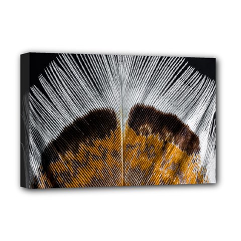 Spring Bird Feather Turkey Feather Deluxe Canvas 18  X 12   by Nexatart