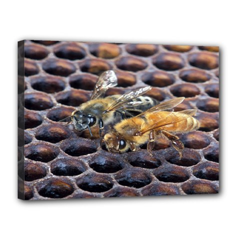 Worker Bees On Honeycomb Canvas 16  x 12 