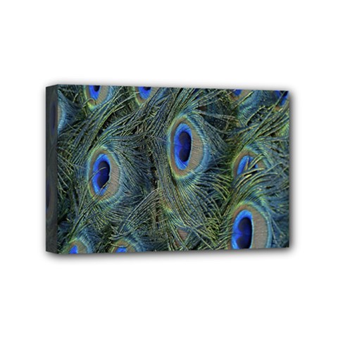 Peacock Feathers Blue Bird Nature Mini Canvas 6  X 4  by Amaryn4rt