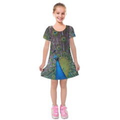 Peacock Feather Beat Rad Blue Kids  Short Sleeve Velvet Dress by Amaryn4rt