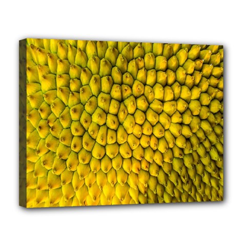 Jack Shell Jack Fruit Close Canvas 14  X 11  by Amaryn4rt