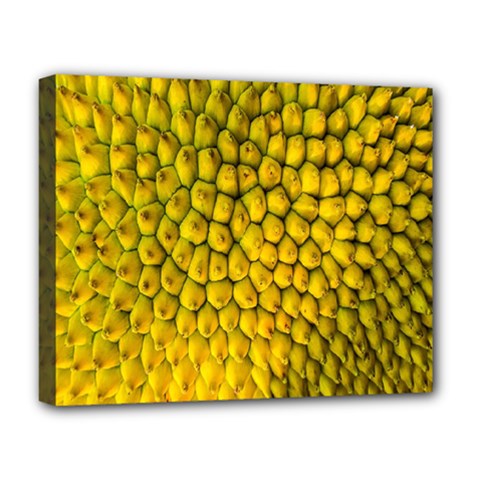 Jack Shell Jack Fruit Close Deluxe Canvas 20  X 16   by Amaryn4rt