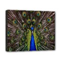 Bird Peacock Display Full Elegant Plumage Canvas 10  x 8  View1