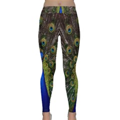 Bird Peacock Display Full Elegant Plumage Classic Yoga Leggings by Amaryn4rt