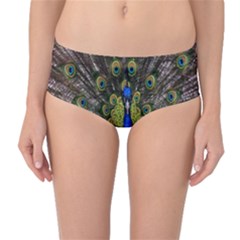 Bird Peacock Display Full Elegant Plumage Mid-waist Bikini Bottoms by Amaryn4rt