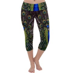 Bird Peacock Display Full Elegant Plumage Capri Yoga Leggings