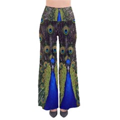 Bird Peacock Display Full Elegant Plumage Pants by Amaryn4rt