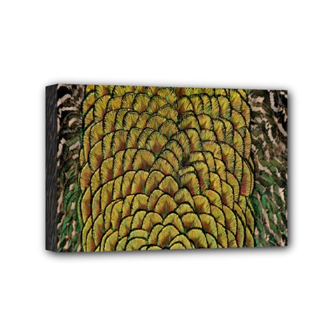 Colorful Iridescent Feather Bird Color Peacock Mini Canvas 6  X 4  by Amaryn4rt