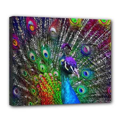 3d Peacock Pattern Deluxe Canvas 24  X 20  