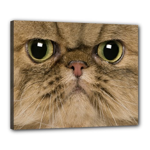 Cute Persian Cat Face In Closeup Canvas 20  X 16  by Amaryn4rt