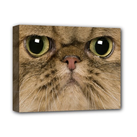 Cute Persian Cat Face In Closeup Deluxe Canvas 14  X 11  by Amaryn4rt